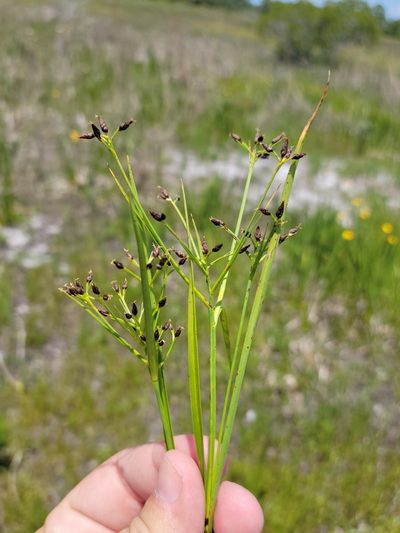 Rhynchospora nitens, photographed by Jay Horn