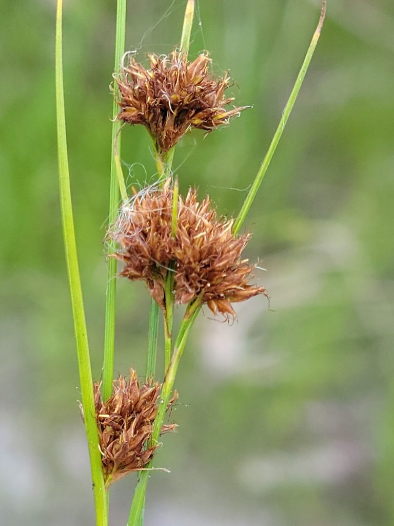 Rhynchospora filifolia, photographed by Jay Horn
