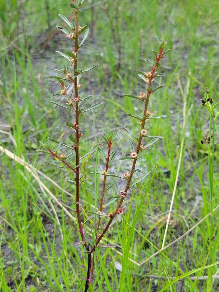 Ludwigia curtissii, photographed by Jay Horn