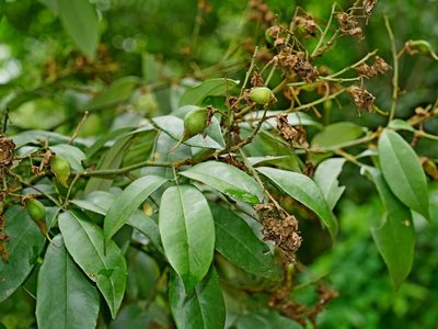 Ormosia formosana, photographed by Jacy Chen