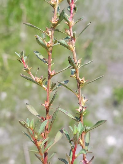 Ludwigia curtissii, photographed by Jay Horn