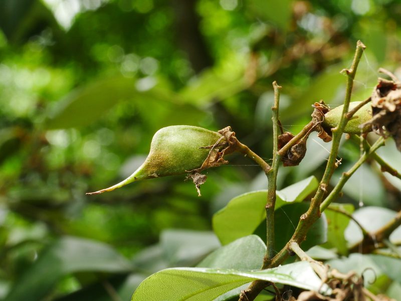 Ormosia formosana, photographed by Jacy Chen