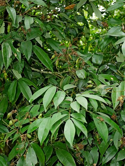 Ormosia formosana, photographed by Jacy Chen