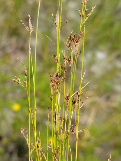 Rhynchospora divergens, photographed by Jay Horn