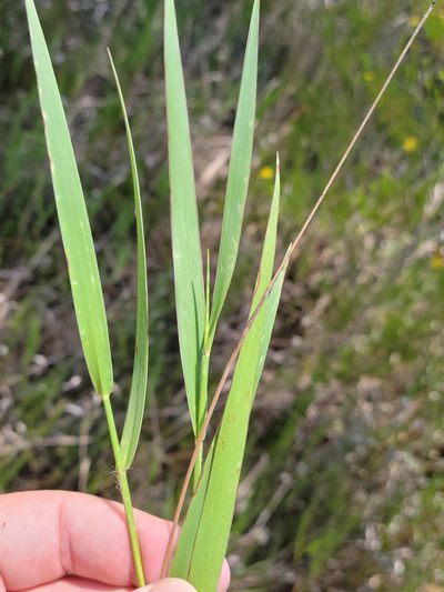 Amphicarpum muehlenbergianum, photographed by Jay Horn