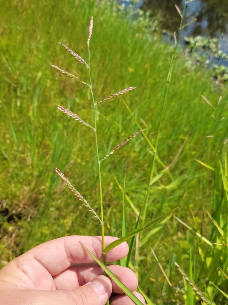 Urochloa polystachya, photographed by Jay Horn