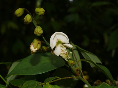 Ormosia formosana, photographed by Jacy Chen