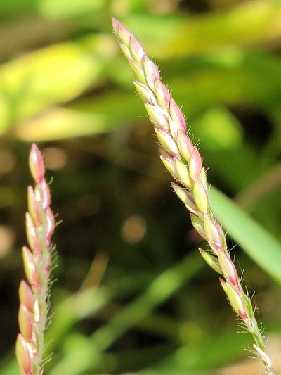Urochloa polystachya, photographed by Jay Horn