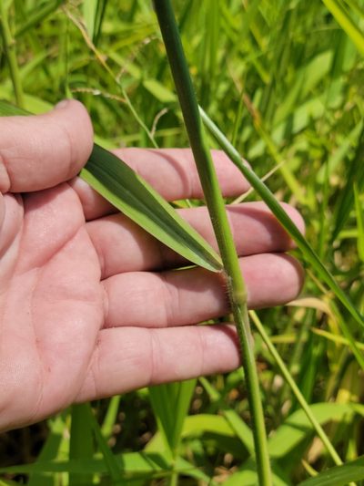 Urochloa polystachya, photographed by Jay Horn