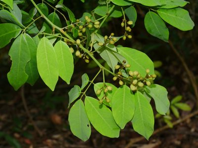 Ormosia formosana, photographed by Jacy Chen
