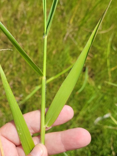 Urochloa polystachya, photographed by Jay Horn