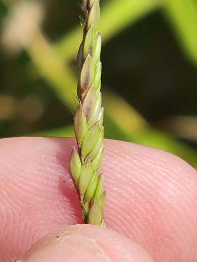 Urochloa polystachya, photographed by Jay Horn