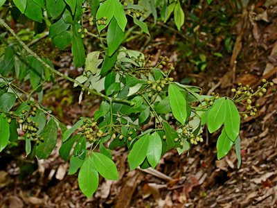 Ormosia formosana, photographed by Jacy Chen