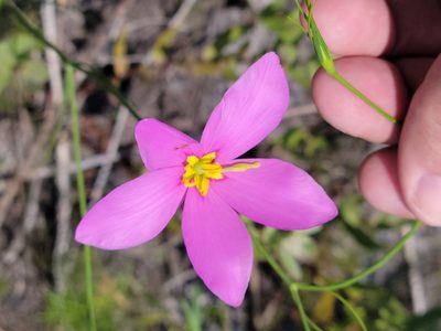 Sabatia grandiflora