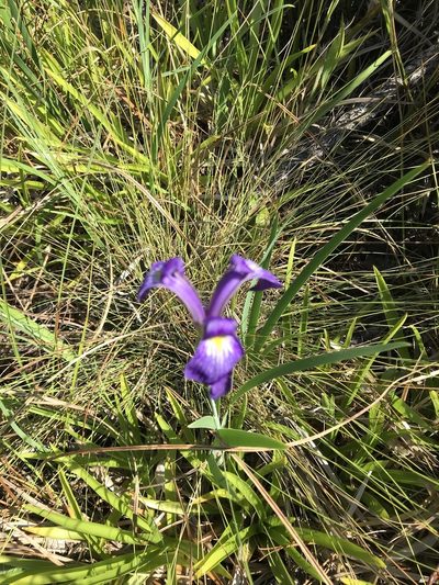 Iris tridentata, photographed by Ann Redmond
