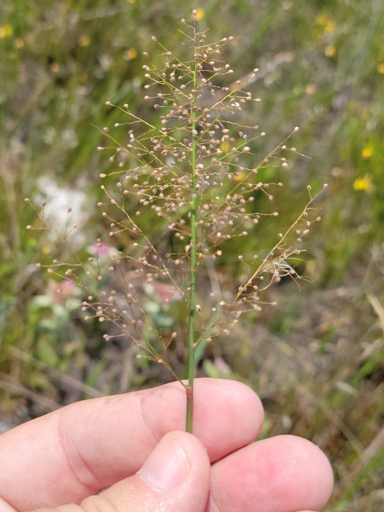 Dichanthelium erectifolium, photographed by Jay Horn