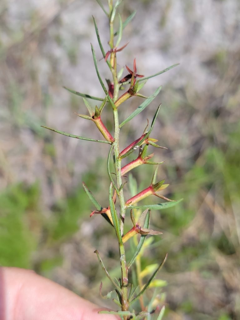 Ludwigia linifolia, photographed by Jay Horn