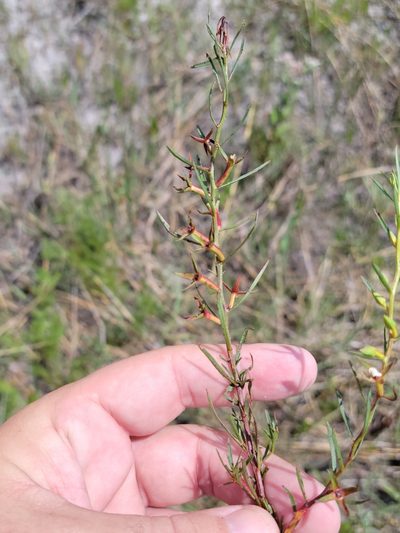 Ludwigia linifolia, photographed by Jay Horn