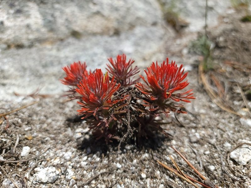 Castilleja covilleana, photographed by Daniel S.