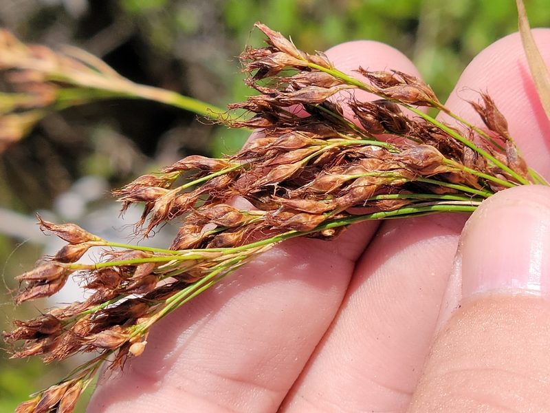 Rhynchospora odorata, photographed by Jay Horn