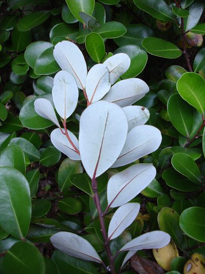 Pseudowintera insperata, photographed by Peter de Lange