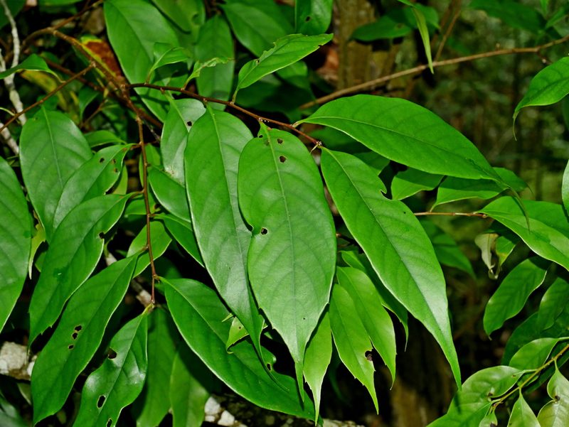 Castanopsis kawakamii, photographed by Jacy Chen