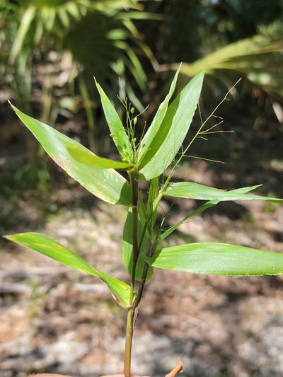 Dichanthelium commutatum, photographed by Jay Horn
