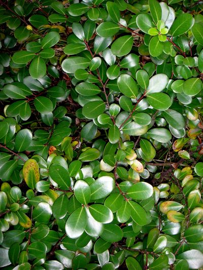 Pseudowintera insperata, photographed by Peter de Lange
