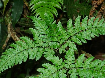 Dryopteris melanocarpa, photographed by Jacy Chen