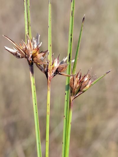 Scleria baldwinii, photographed by Jay Horn