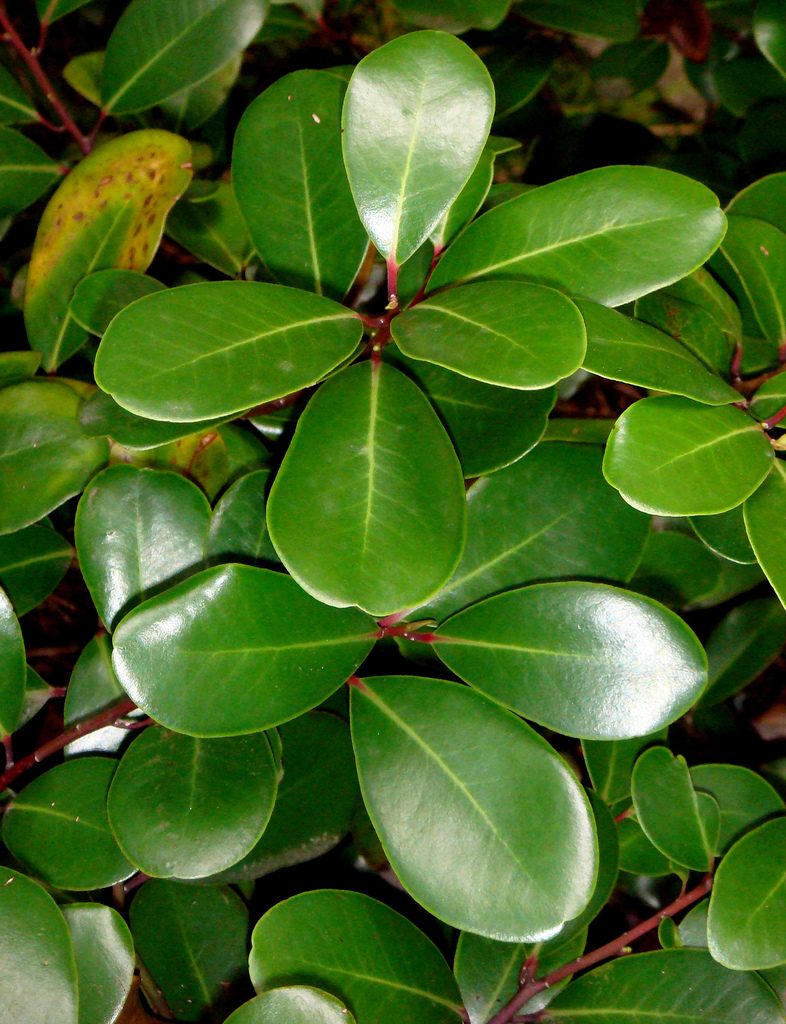Pseudowintera insperata, photographed by Peter de Lange