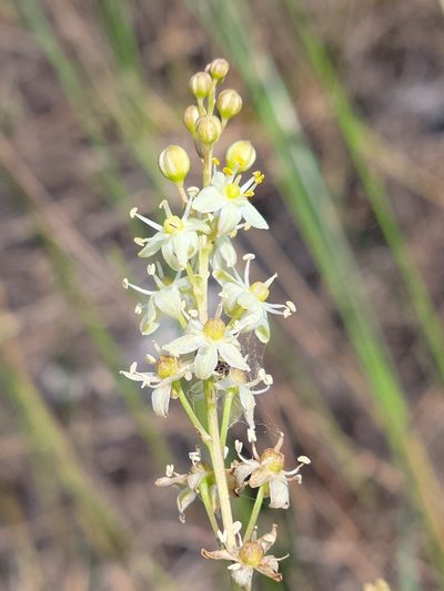 Schoenolirion albiflorum, photographed by Jay Horn