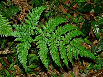 Dryopteris melanocarpa, photographed by Jacy Chen