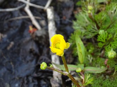 Ranunculus flabellaris, photographed by Reuven Martin