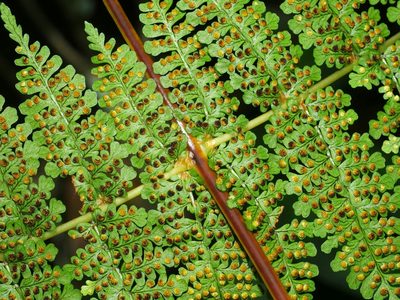Dryopteris wuzhaohongii, photographed by Jacy Chen