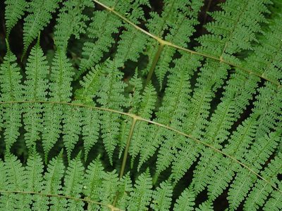 Dryopteris wuzhaohongii, photographed by Jacy Chen
