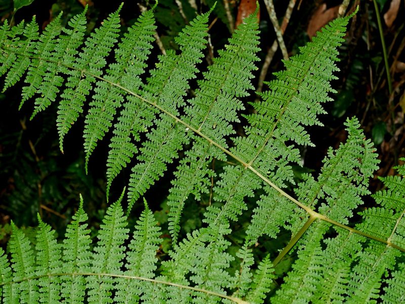 Dryopteris wuzhaohongii, photographed by Jacy Chen