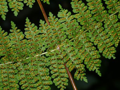 Dryopteris wuzhaohongii, photographed by Jacy Chen