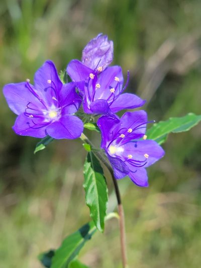 Hydrolea corymbosa, photographed by Jay Horn