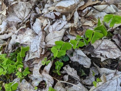 Oxalis montana, photographed by Nick Kleinschmidt