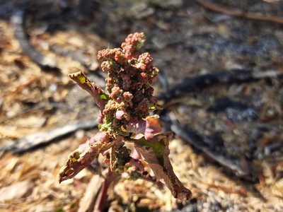 Chenopodiastrum murale, photographed by Tyler Bishop