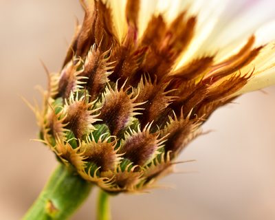 Plectocephalus chilensis, photographed by Nicolás Villaseca Merino