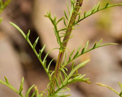 Plectocephalus chilensis, photographed by Nicolás Villaseca Merino