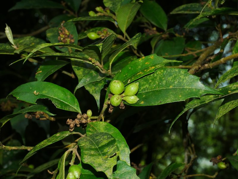 Eustigma oblongifolium, photographed by Jacy Chen