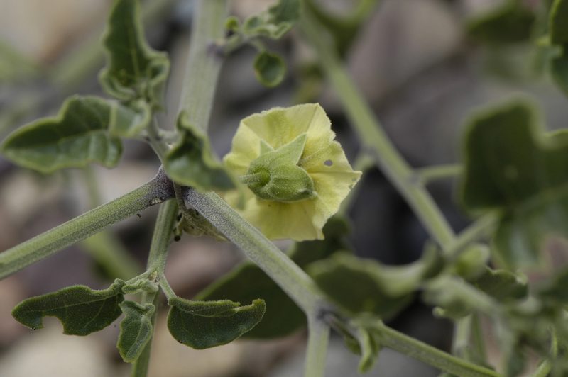 Physalis fendleri, photographed by Elliott Gordon