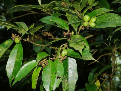 Eustigma oblongifolium, photographed by Jacy Chen