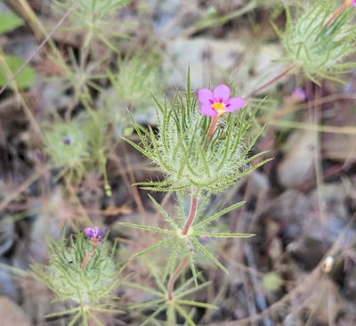 Leptosiphon ciliatus, photographed by elonicera
