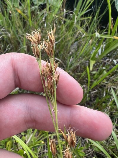 Rhynchospora odorata, photographed by Jared Shorma