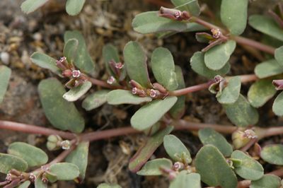 Euphorbia glyptosperma, photographed by Elliott Gordon