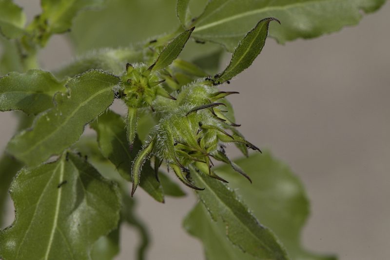 Helianthus petiolaris, photographed by Elliott Gordon